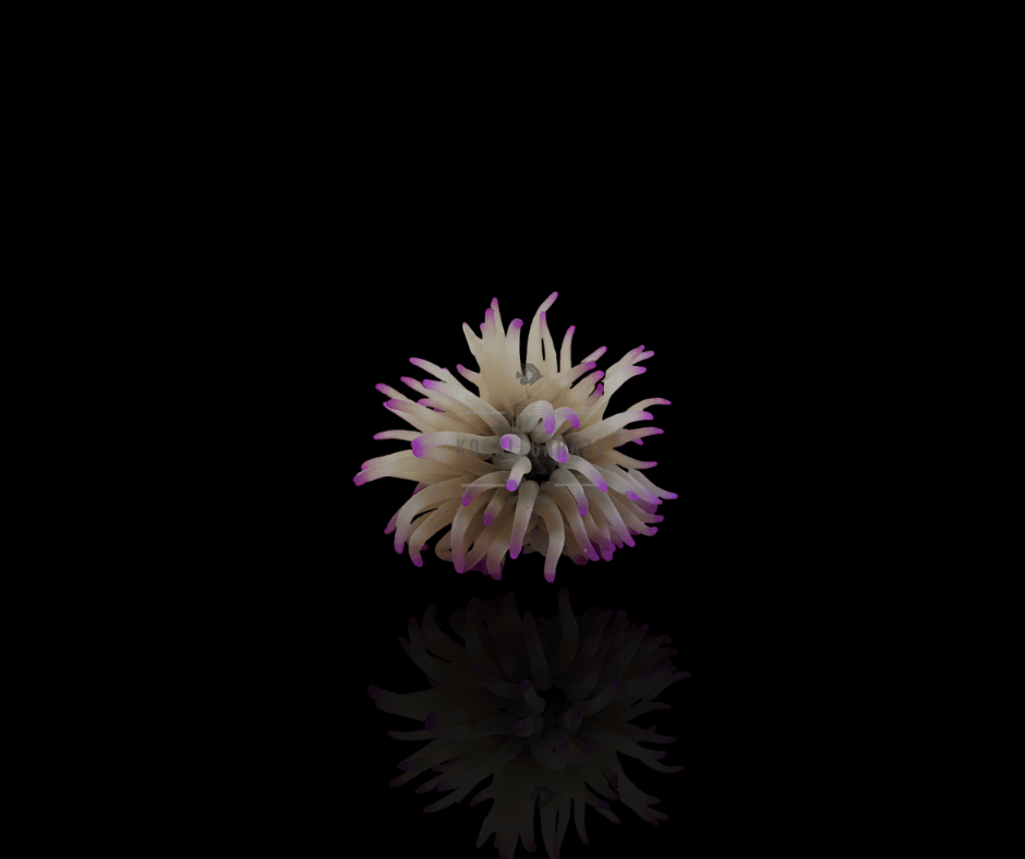 Condylactis Gigantea (pink tip)